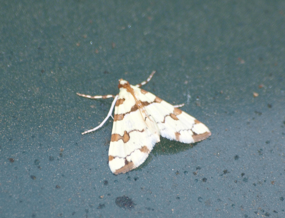 Eight-barred lygropia moth - Conchylodes octonalis
