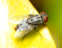 Satellite fly - Unidentified sp. - Subfamily Miltogramminae