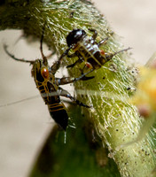 Tipu psyllid - Platycorypha nigrivirga