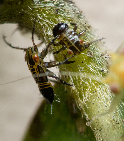 Tipu psyllid - Platycorypha nigrivirga