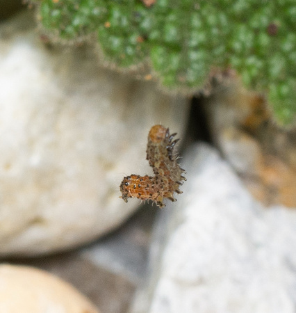 Tobacco Budworm Moth  - Chloridea virescens