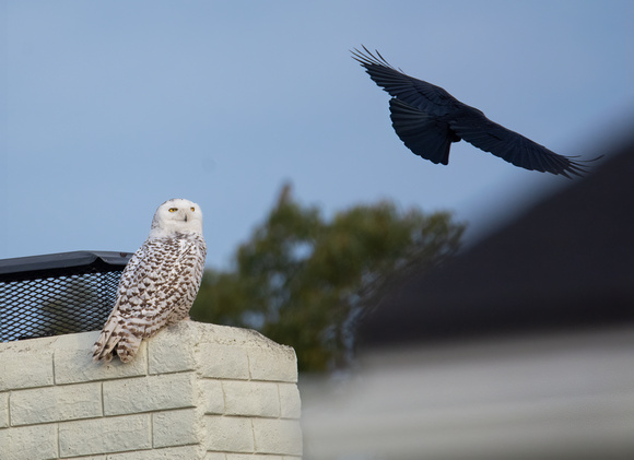 Snowy Owl - Bubo scandiacus, American Crow - Corvus brachyhynchus