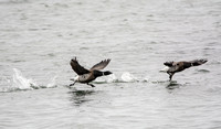 Brant - Branta bernicla