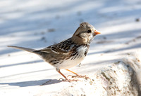 Harris's Sparrow - Zonotrichia querula