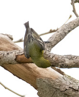 Yellow-throated Vireo - Vireo flavifrons