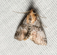 Pyralid moth - Toripalpus trabalis