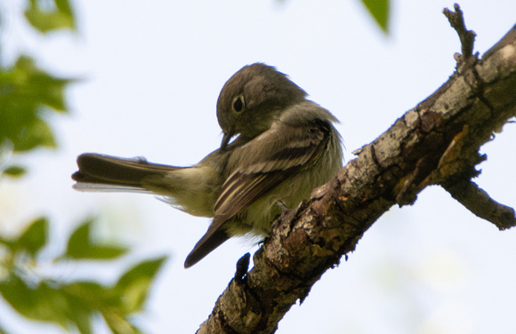 Hammond's Flycatcher - Empidonax hammondii