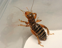 Jerusalem cricket - Ammopelmatus sp.