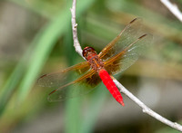 Neon skimmer -  Libellula croceipennis