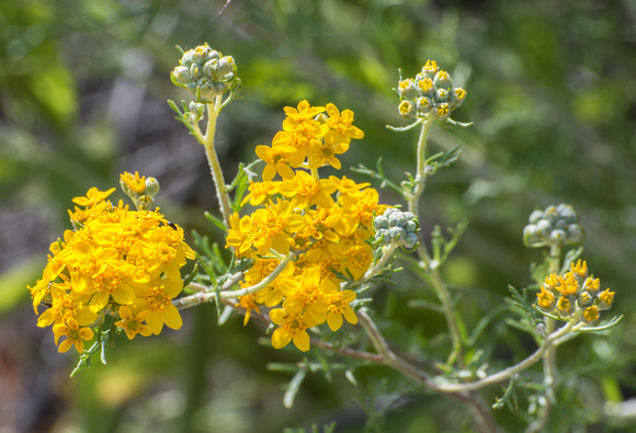 Golden yarrow - Eriophyllum confertiflorum