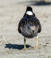 Surfbird - Calidris virgata