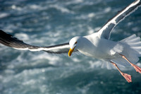 Western Gull - Larus occidentalis