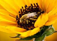 Long-horned bee - Melissodes spp.