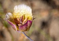 Intermediate Weed's Mariposa Lily - Calochortus weedii var. intermedius