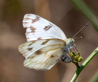 Checkered White - Pontia protodice