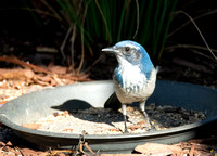 California Scrub Jay - Aphelocoma californica