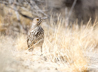 Sage Thrasher - Oreoscoptes montanus