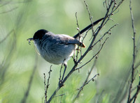 California Gnatcatcher - Polioptila californica