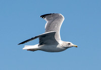 California Gull - Larus californicus