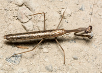 California Mantis - Stagmomantis californica