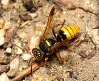 Sand Wasp - Hoplisoides sp.