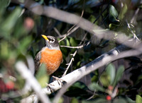 American Robin - Turdus migratorius