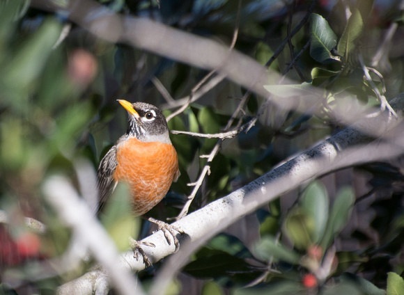 American Robin - Turdus migratorius