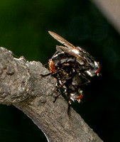 Satellite fly??? - Unidentified sp. - Subfamily Miltogramminae