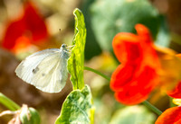 Cabbage white - Pieris rapae