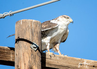 Ferruginous Hawk - Buteo regalis