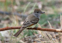 Ash-throated Flycatcher - Myiarchus cinerascens