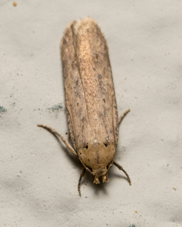 Cotton Stem Moth - Platyedra subcinerea