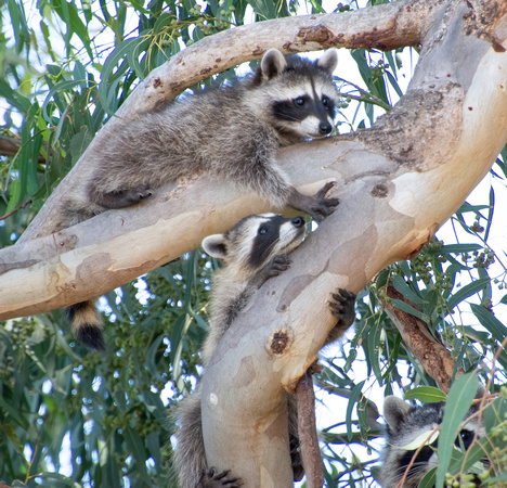 Raccoon - Procyon lotor