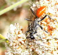 Sphecid wasp - Prionyx sp.