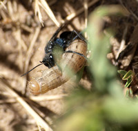 Cutworm wasp - Podalonia sp.