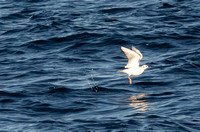 Bonaparte's Gull - Chroicocephalus philadelphia