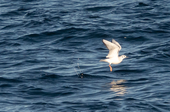 Bonaparte's Gull - Chroicocephalus philadelphia