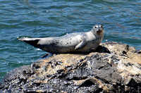 Harbor seal - Phoca vitulina