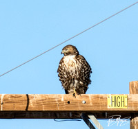 Red-tailed Hawk - Buteo jamaicensis