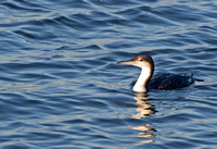 Pacific Loon - Gavia pacifica