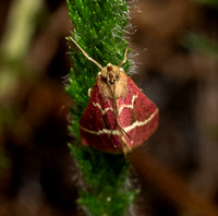 Volupial mint moth - Pyrausta volupialis