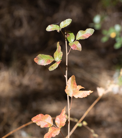 Western Poison Oak - Toxicodendron diversilobum