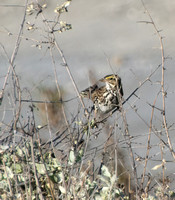 Savannah Sparrow - Passerculus sandwichensis