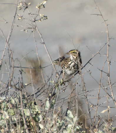 Savannah Sparrow - Passerculus sandwichensis