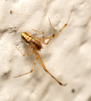 Cobweb spider - Theridion sp.