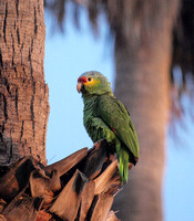 Red-lored Parrot - Amazona autumnalis