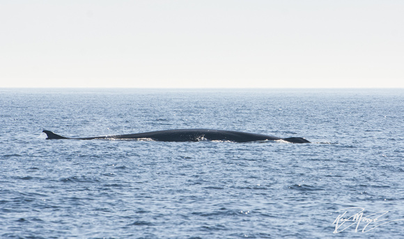Fin Whale - Balaenoptera physalus