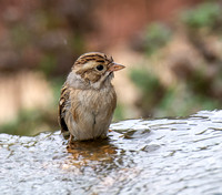 Clay-colored Sparrow - Spizella pallida