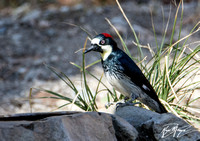 Acorn Woodpecker - Melanerpes formicivorus
