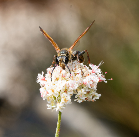 Grass carrying wasp - Isodontia elegans